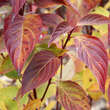 Cornus alba: Bild 9/11