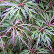 Acer palmatum 'Baldsmith'     H100+: Bild 3/6