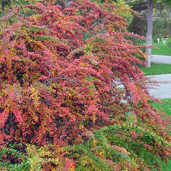 Berberis thunbergii: Bild 5/7