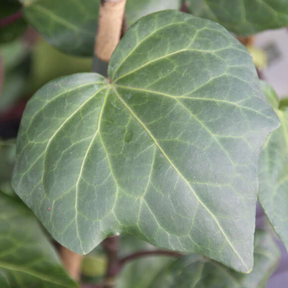Hedera colchica 'Batumi': Bild 2/7 Hedera colchica 'Batumi': Bild 2/7