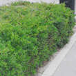 Ligustrum vulgare 'Lodense': Bild 9/9