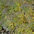 Spiraea japonica 'Anthony Waterer': Bild 3/5