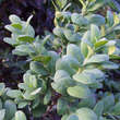 Buxus sempervirens 'Rotundifolia': Bild 2/4