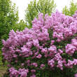 Syringa chinensis 'Saugeana': Bild 4/5