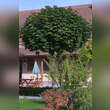 Acer platanoides 'Globosum': Bild 5/8
