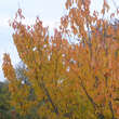 Prunus serrulata 'Kanzan': Bild 2/6