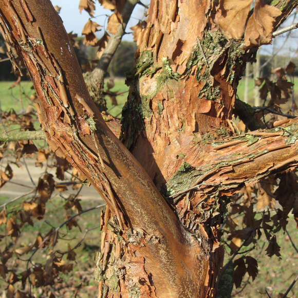 Acer griseum: Bild 7/9 Acer griseum: Bild 7/9