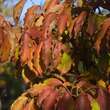 Cornus kousa chinensis: Bild 9/10