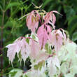 Acer negundo 'Flamingo': Bild 3/5