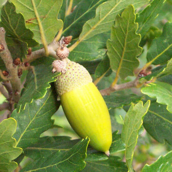 Quercus turneri 'Pseudoturneri': Bild 3/5 Quercus turneri 'Pseudoturneri': Bild 3/5