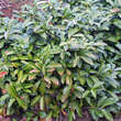Prunus laurocerasus 'Mount Vernon': Bild 2/2