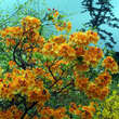 Azalea Großblumig - orange: Bild 7/8