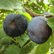 Prunus domestica 'Mariazeller Hauszwetschke': Bild 2/2