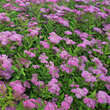 Spiraea japonica 'Ruberrima': Bild 4/4