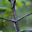 Euonymus verrucosus: Bild 4/5