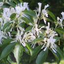 Lonicera maackii - Mandschurische Heckenkirsche