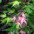 Acer palmatum 'Oridono-nishiki': Bild 2/6