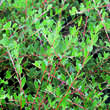 Salix repens 'Saret': Bild 5/5