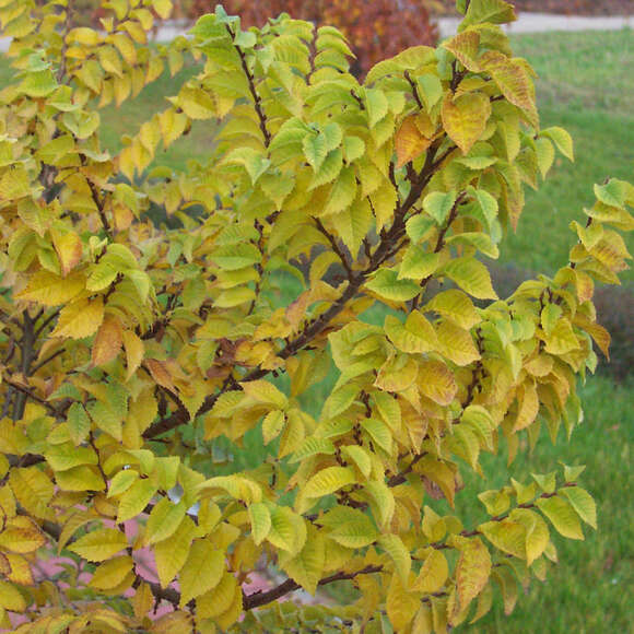 Ulmus minor 'Jacqueline Hillier': Bild 2/6 Ulmus minor 'Jacqueline Hillier': Bild 2/6