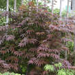 Acer palmatum 'Pixie': Bild 3/3