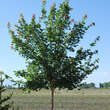 Acer 'Pacific Sunset': Bild 2/6