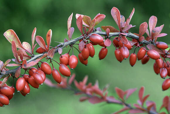 Berberis thunbergii: Bild 4/7