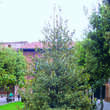 Ilex aquifolium 'Argenteomarginata': Bild 4/7