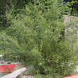 Salix viminalis: Bild 7/8
