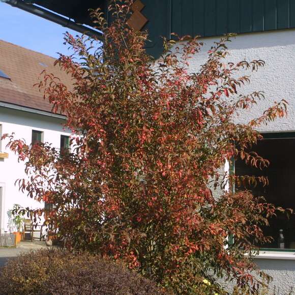Euonymus europaeus: Bild 4/4