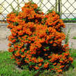 Pyracantha 'Saphyr Orange': Bild 3/3
