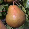 Pyrus com. 'Vereinsdechantsbirne': Bild 1/1