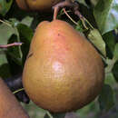 Pyrus communis 'Vereinsdechantsbirne' - Herbstbirne