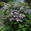 Hydrangea serrata 'Bluebird': Bild 4/6