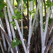 Rubus thibetanus 'Silver Fern': Bild 3/6