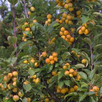 Malus 'Golden Hornet': Bild 6/8
