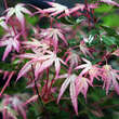 Acer palmatum 'Oridono-nishiki': Bild 4/6