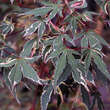 Acer palmatum 'Beni-shichi-henge': Bild 2/4