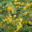 Berberis koreana: Bild 2/7