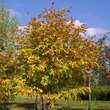 Cladrastis kentukea: Bild 4/6
