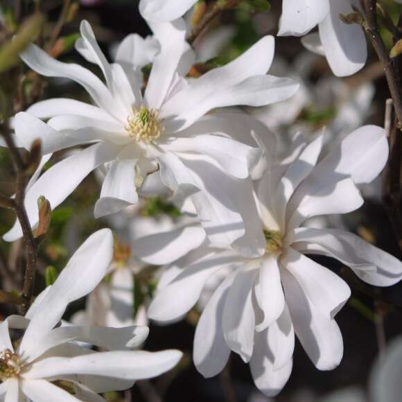 Magnolia stellata 'Waterlily': Bild 3/5 Magnolia stellata 'Waterlily': Bild 3/5