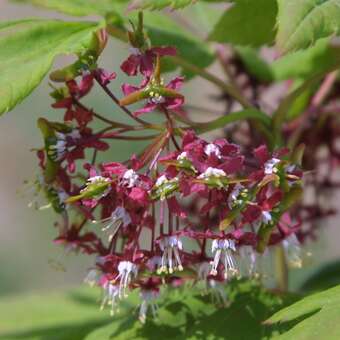 Acer japonicum 'Vitifolium': Bild 2/7
