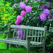 Rhododendron Hybride - rosa PG2: Bild 5/5