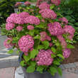 Hydrangea arborescens 'Pink Annabelle': Bild 6/6