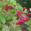 Sorbus 'Titan': Bild 10/12