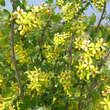 Ribes aureum: Bild 3/5