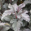 Physocarpus opulifolius 'Diabolo': Bild 3/6