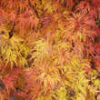 Acer palmatum 'Seiryu': Bild 3/3