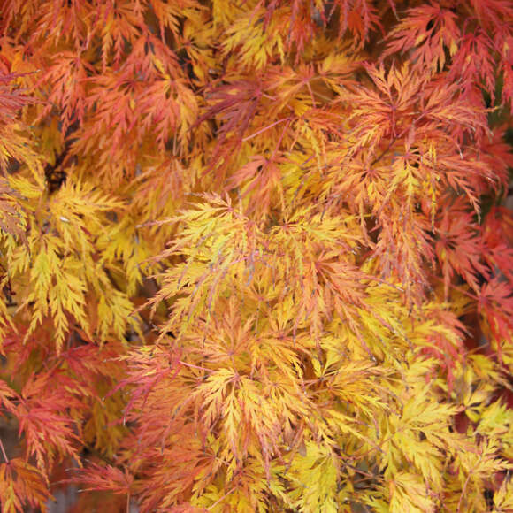 Acer palmatum 'Seiryu': Bild 4/4