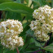 Sambucus racemosa: Bild 2/5