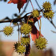 Liquidambar styraciflua: Bild 4/12